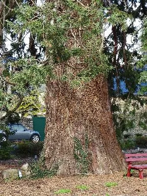 Séquoia géant de Pontorson