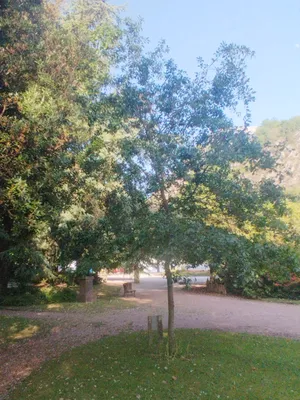 Arbre de la laïcité à Cherbourg-Octeville