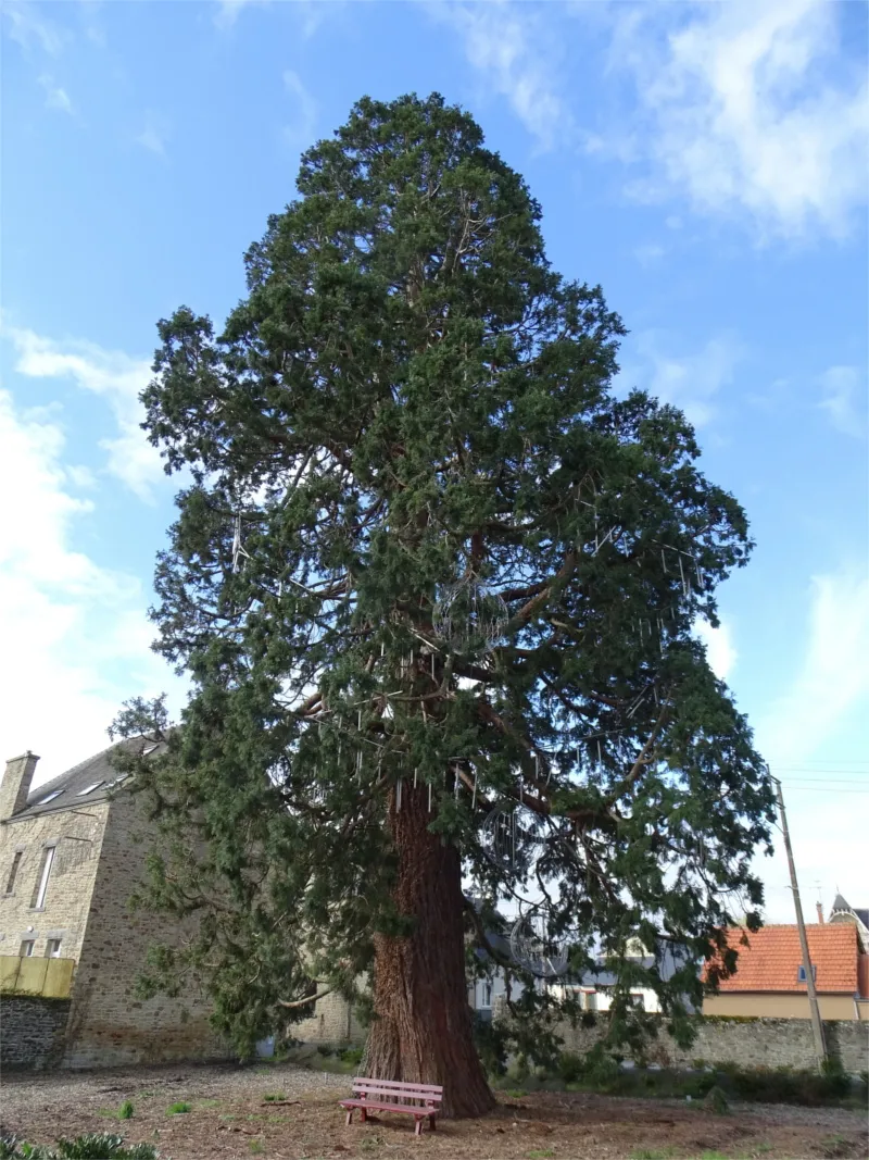 Séquoia géant de Pontorson