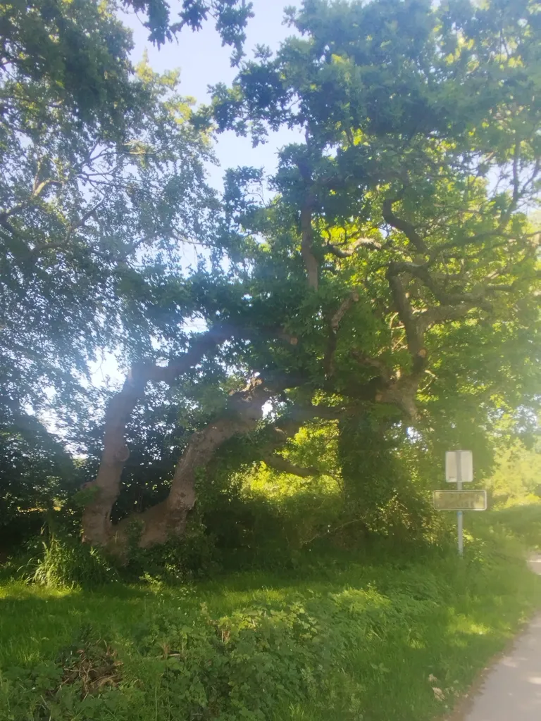 Le gros chêne pédonculé à Saint-Pierre-Église